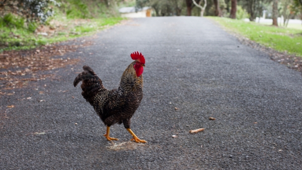 why did the chicken cross the road?